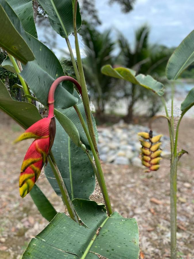 דירות Puerto Misahuallí Playa Tortuga מראה חיצוני תמונה